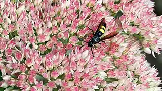 Scolia hirta