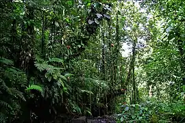 Forêt tropicale humide.