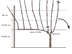 Guyot simple avant la taille