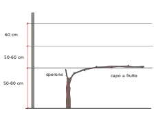 Guyot simple après la taille