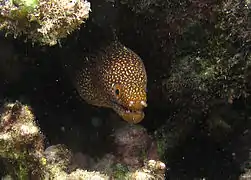 à La Réunion