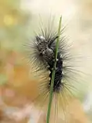 Chenille