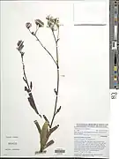 Gynura micheliana.