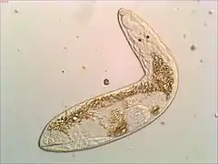 Gyratrix hermaphroditus, un Polycystididae