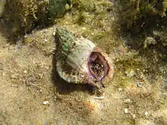 Gyrineum lacunatum.