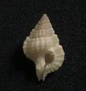 Gyrineum hirasei.
