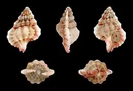 Gyrineum pusillum.