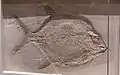 Gyrodus circularis