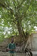 Iroko sacré