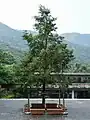 Arbre