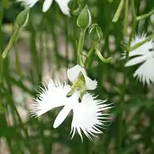 Habenaria radiata, Japon.