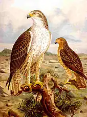 Gravure colorée représentant deux Aigles de Bonelli aux couleurs différentes sur fond de paysage rocheux.