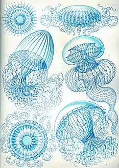 36. Leptomedusae