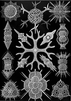 Clade des Spumellaria