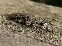 Haematopota italica