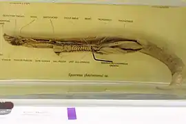 Anatomie interne