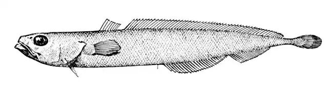 Halargyreus johnsonii.