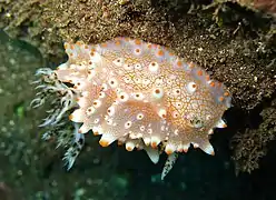 Halgerda batangas, un Discodorididae