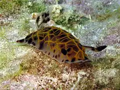 Halgerda wasinensis.