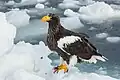 Aigle de mer de Steller, ou pygargue de Steller