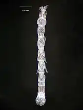 Haliophasma geminatum