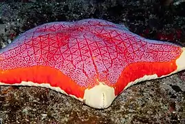 Forme indienne, de profil.