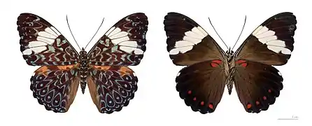 Hamadryas arinome - MHNT