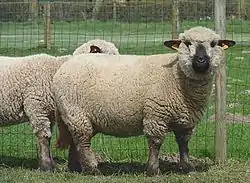 Mouton hampshire.