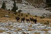 Huit chamois dans un terrain peu pentu, mi-rocheux mi-herbeux.