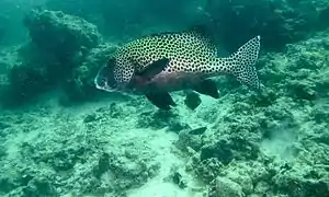 Adulte (Sabah, Malaisie)