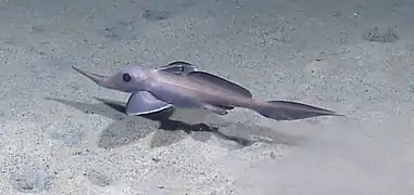 Harriotta raleighana.