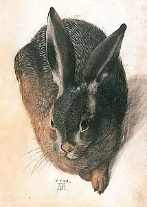 Hans Hoffmann, Lièvre, 1582, aquarelle et gouache sur parchemin, 32,5&nbsp;×&nbsp;25,6&nbsp;cm, Berlin, Gemäldegalerie, librement adapté de Dürer, mais portant le monogramme AD.