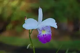 L'orchidée Arundina graminifolia dans le monument d'État de Lava Tree.
