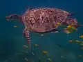 Rémora commun sur une tortue imbriquée.