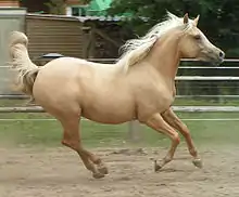 Un cheval de couleur dorée au galop, vu de profil.