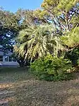 Butia Capitata à Buxton en Caroline du Nord.