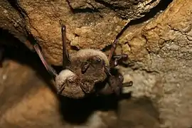 La petite chauve-souris brune.