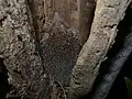 Setifer setosus.