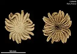 Heliaster canopus.
