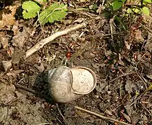Coquille d'escargot, à l'envers, cellée par une cloison blanc beige