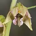 Fleur visitée par un coléoptère.
