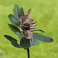 Une rose de carême en fruit.
