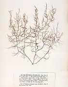 Helminthora divaricata