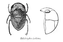 Helotrephidae: Helotrephes indicus