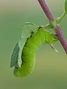 Chenille sur chèvrefeuille Lonicera xylosteum