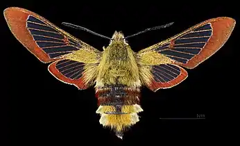 ♀ △