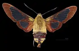 Hemaris thysbe ♀