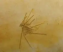 Hemicidaris intermedia (Hemicidaridae).