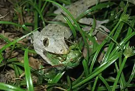 Hemidactylus frenatus.