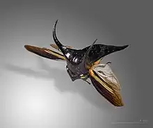 Image macro créée avec CombineZP. Toutes les parties du membracide sont nettes.